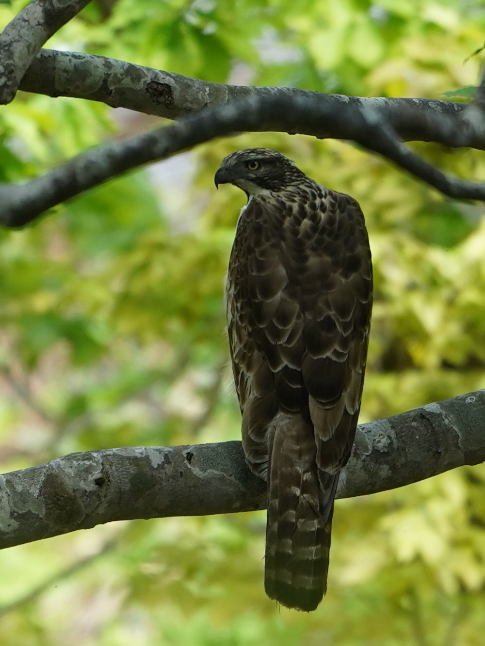 松之山探鳥 クマタカ Ⅲ DGJ_d0346713_07580129.jpg