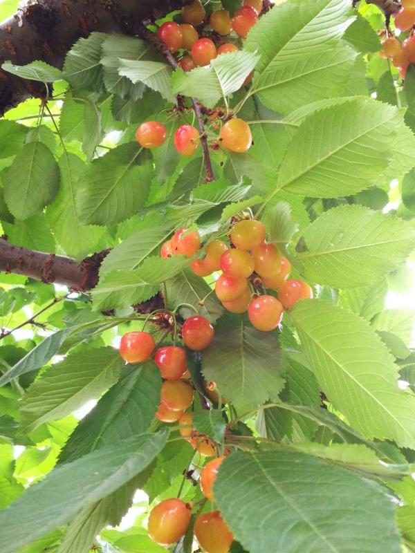 萩原農園でさくらんぼ狩り  【2019夏 山梨&長野1】_e0305834_18293060.jpg