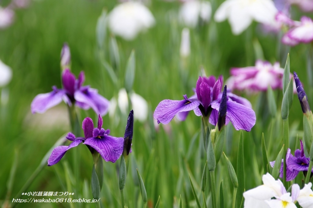 小岩菖蒲園まつりで気になった菖蒲の花(*^_^*)_e0052135_13405889.jpg