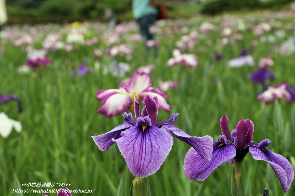 小岩菖蒲園まつりで気になった菖蒲の花(*^_^*)_e0052135_13410262.jpg