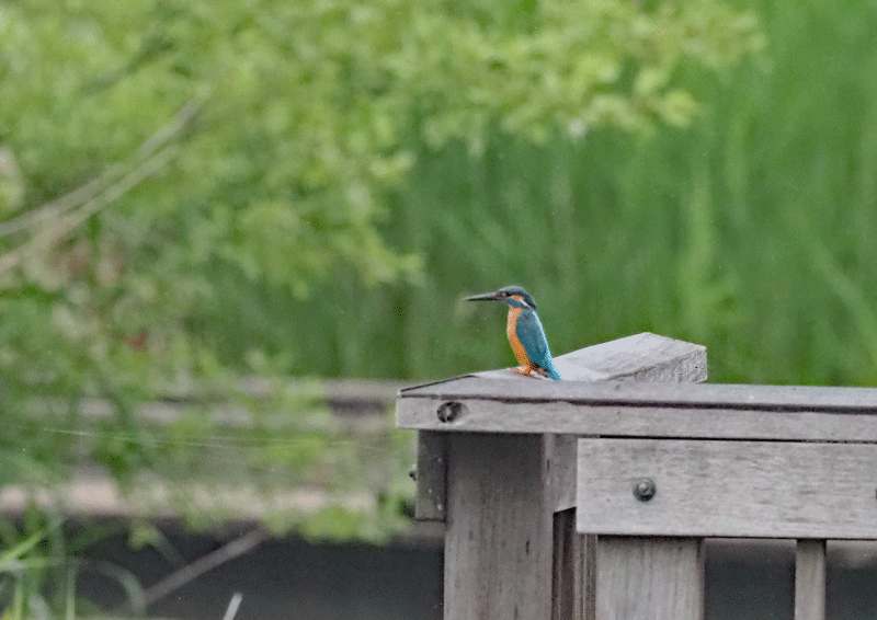 d0290240_13395612.gif