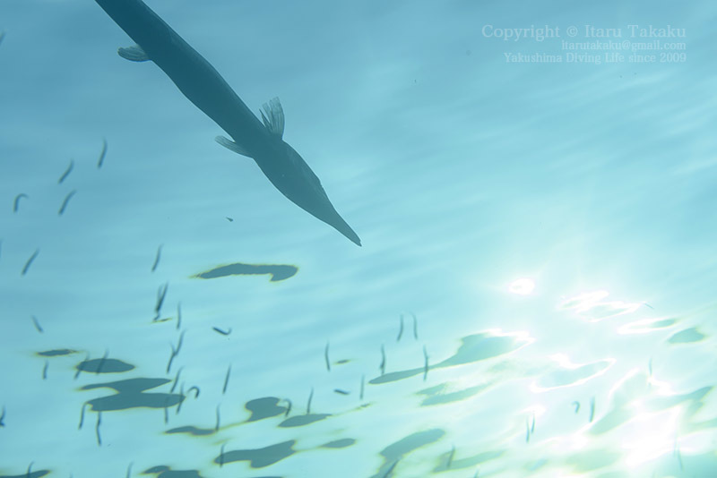 夜明けの海_b0186442_19273519.jpg