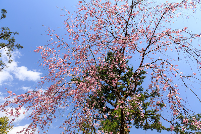 桜咲く京都2019　御所の紅しだれと同志社のソメイヨシノ_f0155048_23175424.jpg