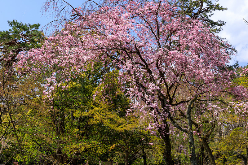 桜咲く京都2019　御所の紅しだれと同志社のソメイヨシノ_f0155048_23175845.jpg