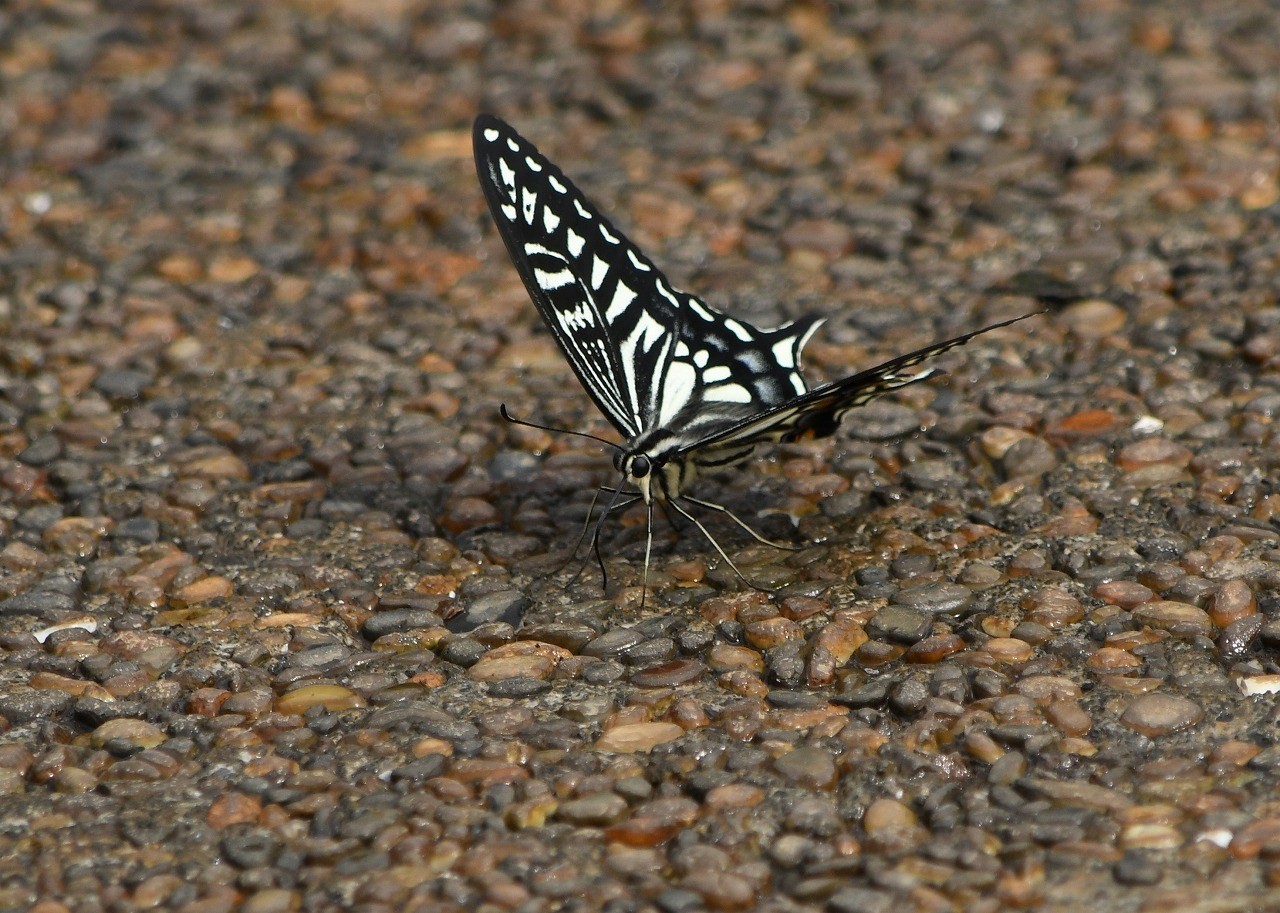 c0233349_13375250.jpg