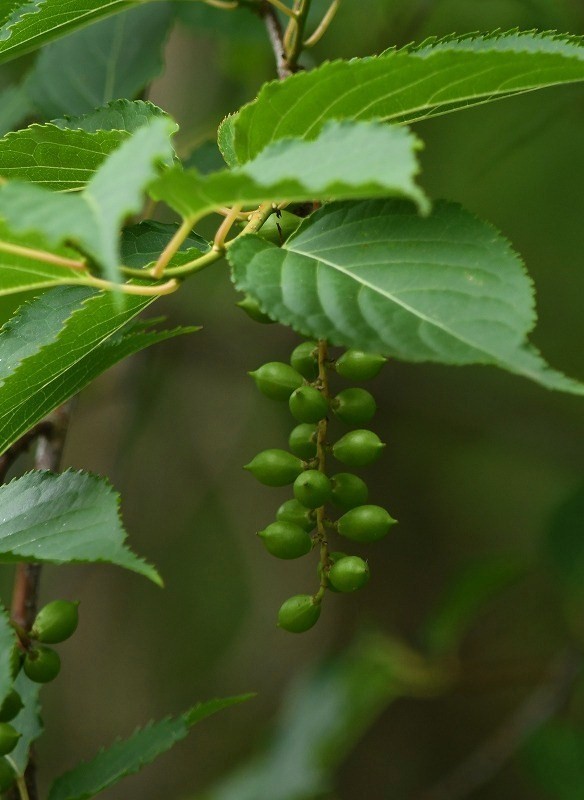 c0233349_13380159.jpg