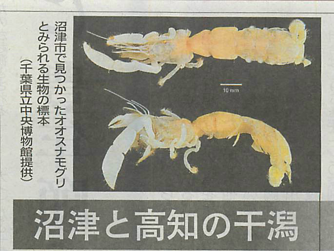 オオスナモグリ発見か エキサイトパイプ風呂具 オオスナモグリ発見か エキサイトパイプ風呂具