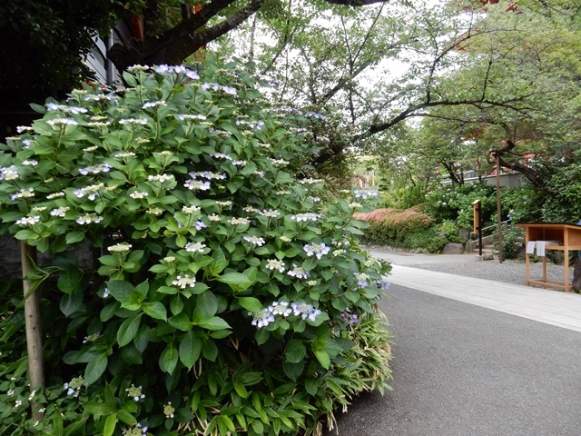 　　　　　　　　　　　　　　　　　　　　　　梅雨の前の紫陽花_d0075453_09311214.jpg