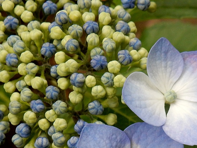 　　　　　　　　　　　　　　　　　　　　　　梅雨の前の紫陽花_d0075453_09503178.jpg