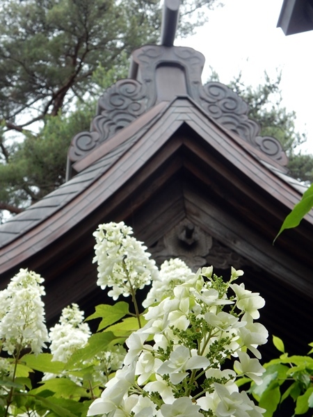 　　　　　　　　　　　　　　　　　　　　　　梅雨の前の紫陽花_d0075453_10113747.jpg