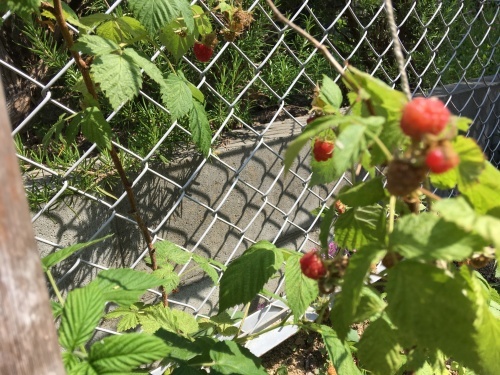 a0152454_10371580.jpeg