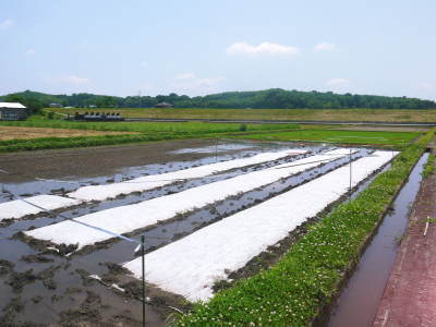 平成30年度の七城町『砂田のれんげ米』完売御礼!令和元年の米作り本格スタート!種まきと苗床作り(後編)_a0254656_17445841.jpg