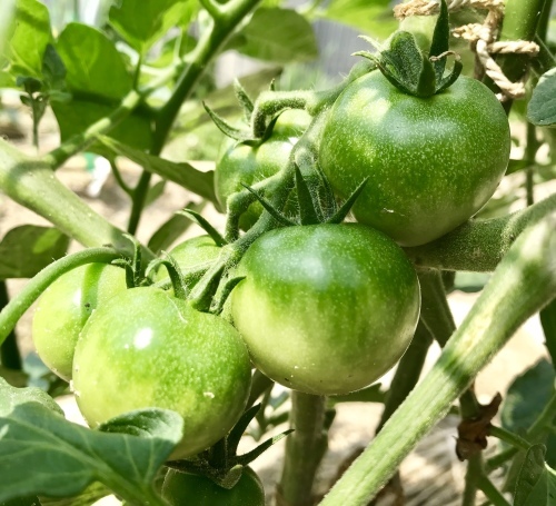 つどい農園 無農薬トマト_e0251361_14172422.jpeg