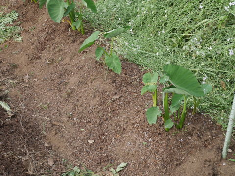 キュウリ初収穫、サトイモに追肥・土寄せ、ネギ移植6・4～5_c0014967_06544075.jpg