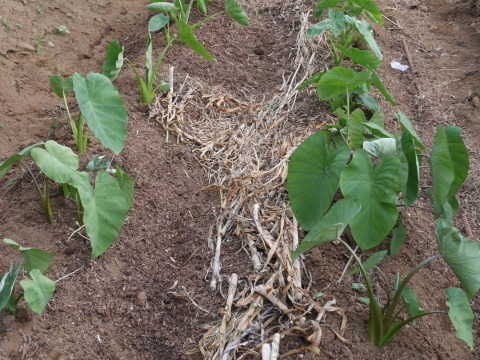 キュウリ初収穫、サトイモに追肥・土寄せ、ネギ移植6・4～5_c0014967_06551438.jpg