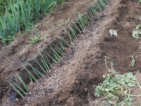 キュウリ初収穫、サトイモに追肥・土寄せ、ネギ移植6・4～5_c0014967_06553666.jpg
