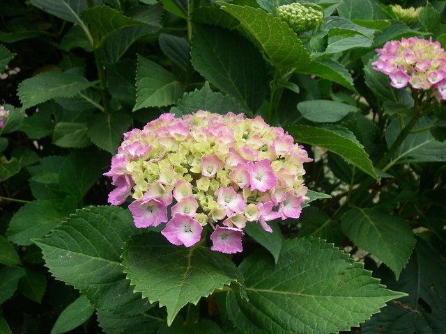 a0074069_16292580.jpg