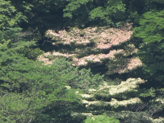 c0042869_06021121.jpg