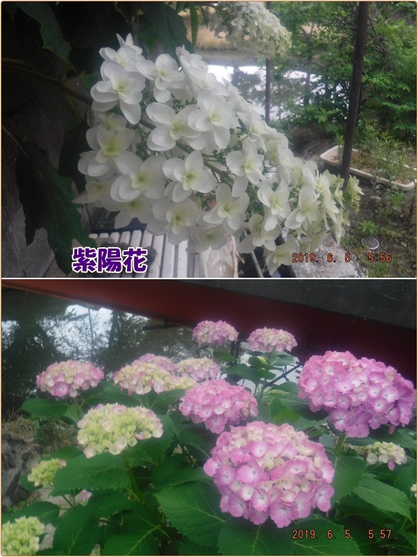 梅雨の季節近し 紫陽花と百合の花 Whatsappとqrコード 小次郎じじ物語 梅雨の季節近し 紫陽花と百合の花 Whatsappとqrコード 小次郎じじ物語