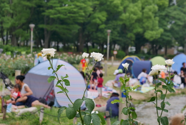 バラ園に来たけれど・・・_b0358575_06502655.jpg