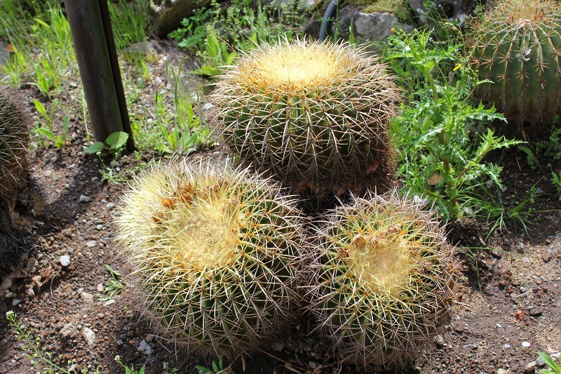 e0374581_09585033.jpg