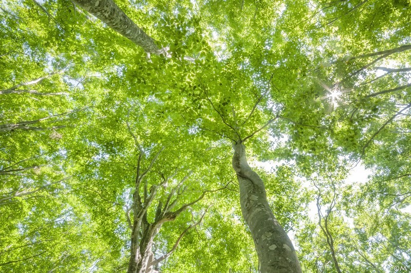 緑の森で 四季燦燦 癒し系 かも風景写真