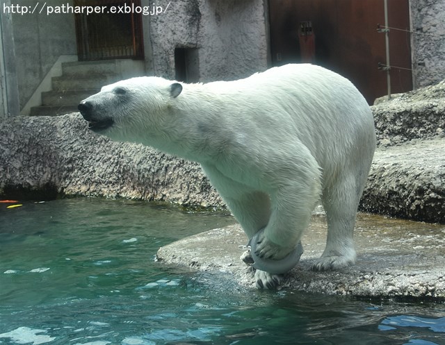 2019年4月 とくしま動物園 その2_a0052986_22592824.jpg