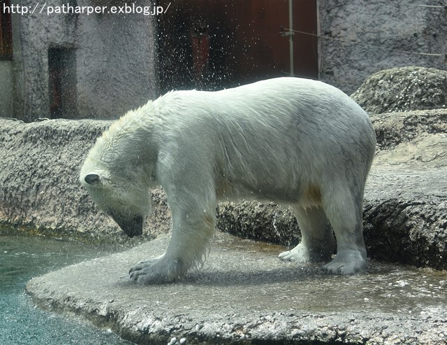 2019年4月 とくしま動物園 その2_a0052986_2259432.jpg