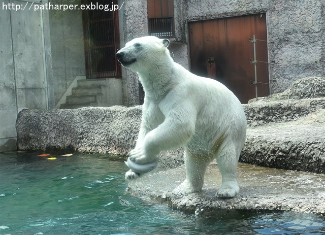 2019年4月 とくしま動物園 その2_a0052986_22594634.jpg