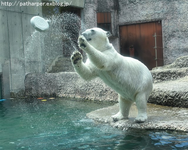 2019年4月 とくしま動物園 その2_a0052986_2301879.jpg