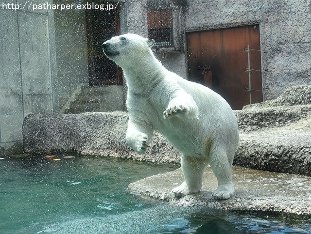 2019年4月 とくしま動物園 その2_a0052986_2303582.jpg