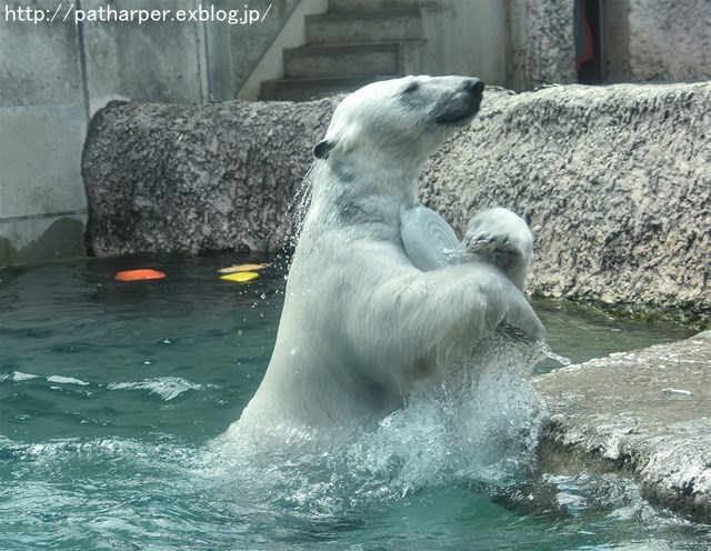 2019年4月 とくしま動物園 その2_a0052986_2305399.jpg