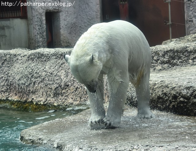 2019年4月 とくしま動物園 その2_a0052986_2311192.jpg