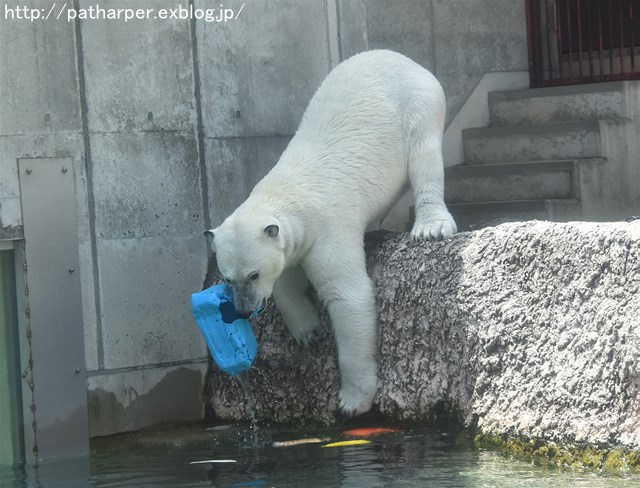2019年4月 とくしま動物園 その2_a0052986_231343.jpg