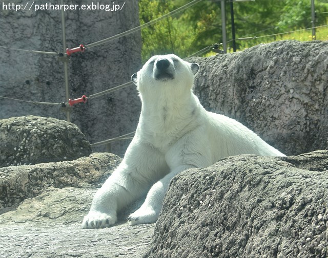 2019年4月 とくしま動物園 その2_a0052986_23152371.jpg