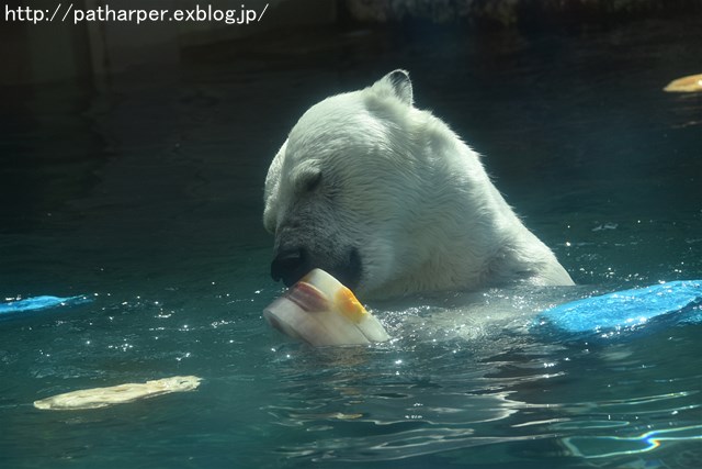 2019年4月 とくしま動物園 その2_a0052986_23154692.jpg