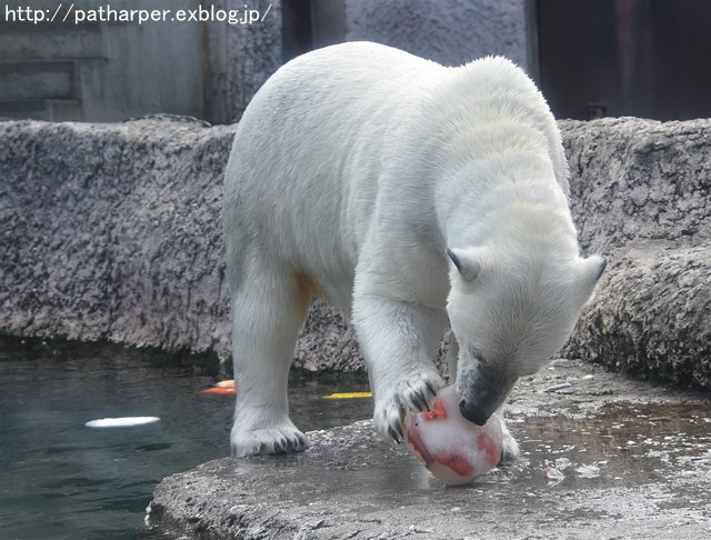 2019年4月 とくしま動物園 その2_a0052986_2316105.jpg