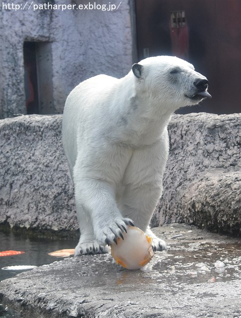 2019年4月 とくしま動物園 その2_a0052986_23163343.jpg