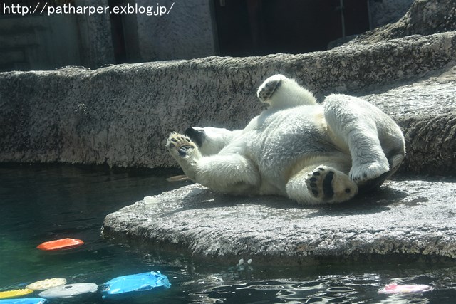 2019年4月 とくしま動物園 その2_a0052986_23164840.jpg