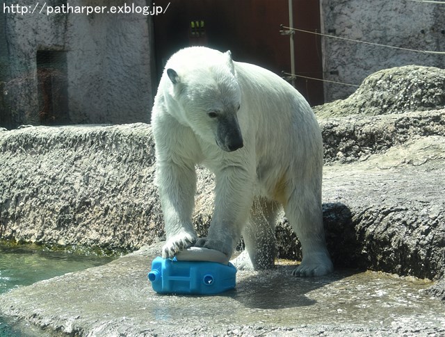 2019年4月 とくしま動物園 その2_a0052986_2324013.jpg