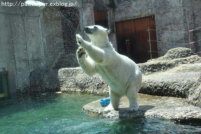 2019年4月 とくしま動物園 その2_a0052986_2331378.jpg