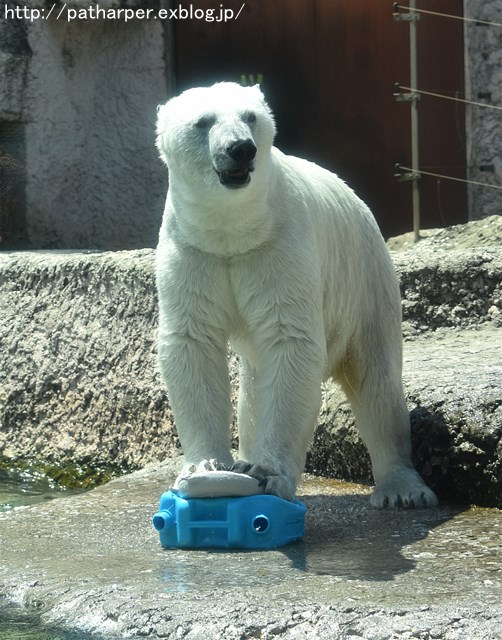 2019年4月 とくしま動物園 その2_a0052986_23318.jpg