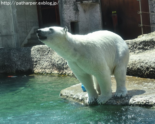 2019年4月 とくしま動物園 その2_a0052986_2333653.jpg