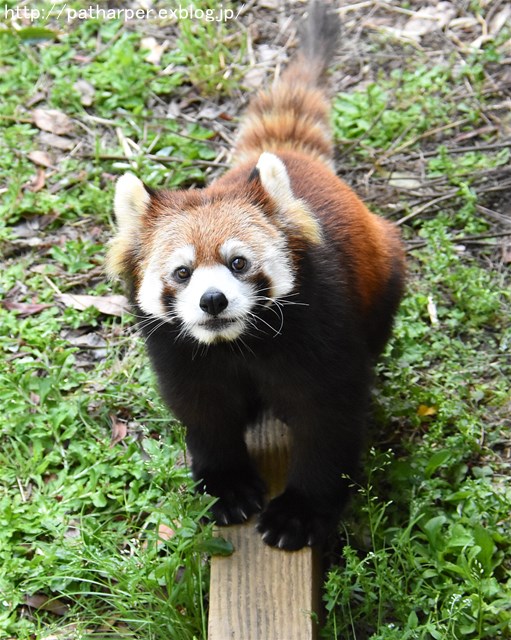 2019年4月 とくしま動物園 その2_a0052986_234147.jpg