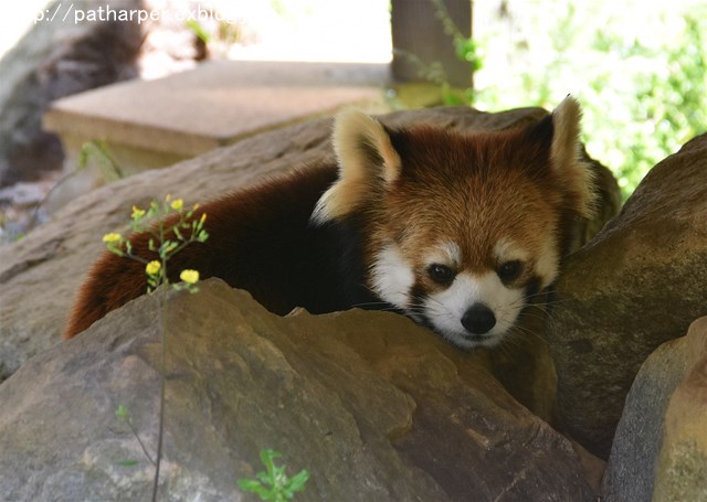2019年4月 とくしま動物園 その2_a0052986_234257.jpg