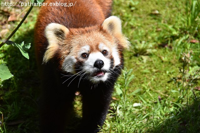 2019年4月 とくしま動物園 その2_a0052986_2343518.jpg