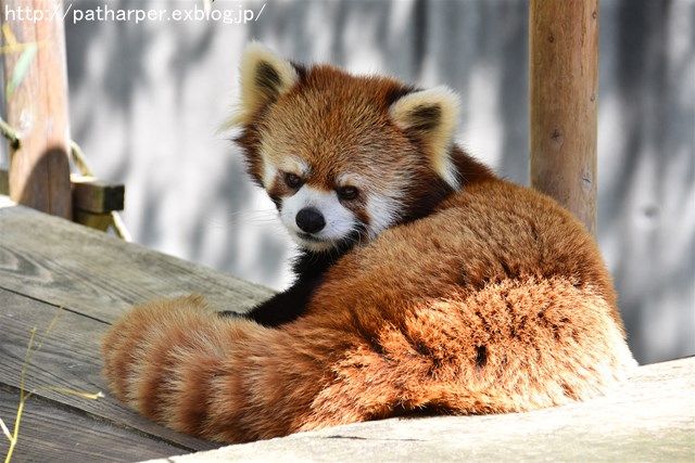 2019年4月 とくしま動物園 その2_a0052986_2344770.jpg