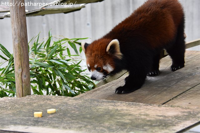 2019年4月 とくしま動物園 その2_a0052986_2351387.jpg