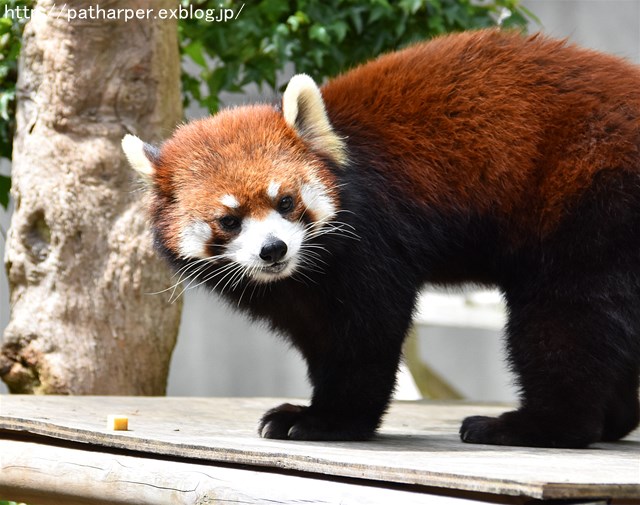 2019年4月 とくしま動物園 その2_a0052986_2354256.jpg