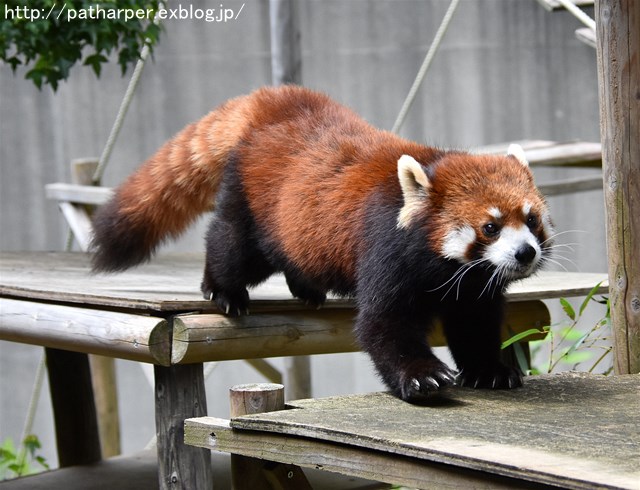 2019年4月 とくしま動物園 その2_a0052986_2355964.jpg